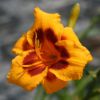 Hemerocallis Black Eyed Stella